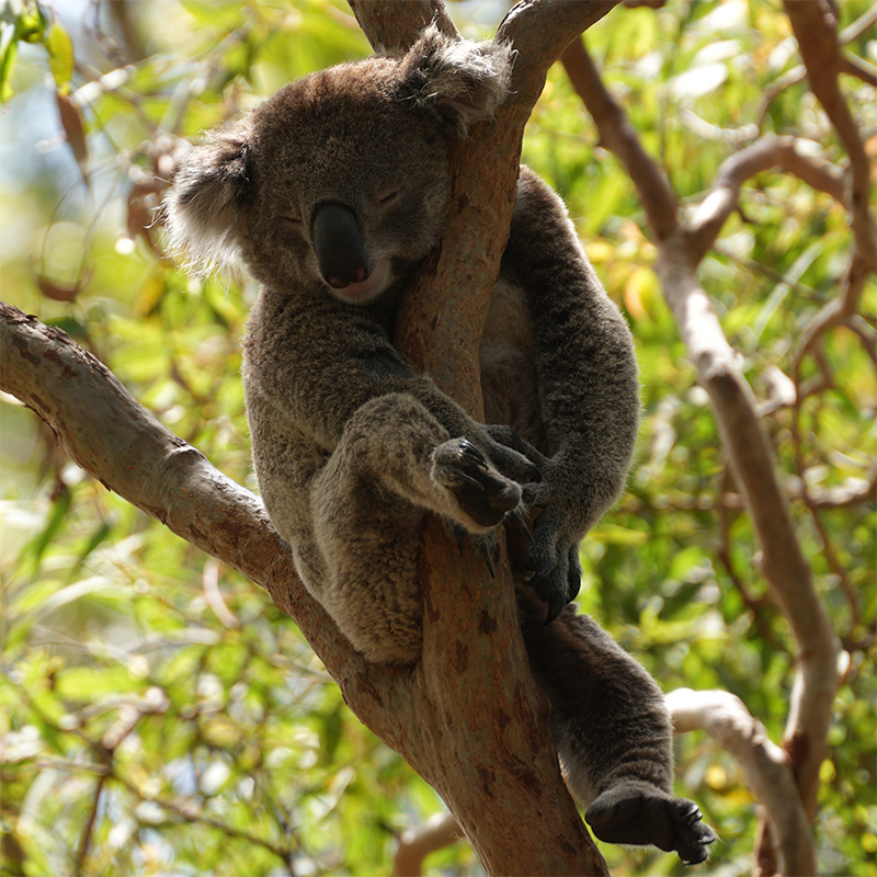 Koala resting in a eucalyptus tree